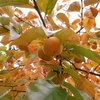 北海道の柿