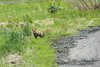 カワユス